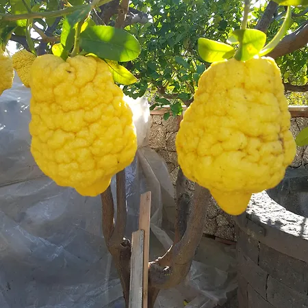 Antonino جيارديني ناكسوس