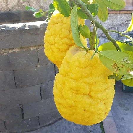 Antonino Maison d'hôtes Giardini-Naxos