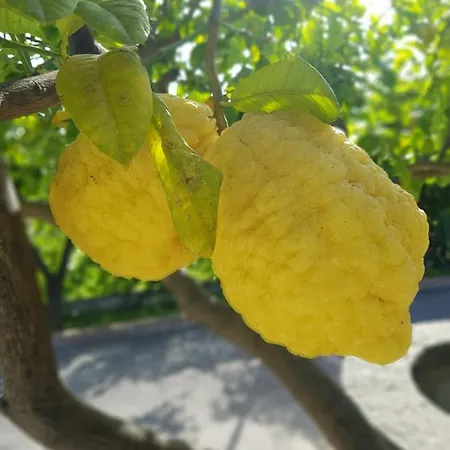 Antonino Πανσιόν 4*