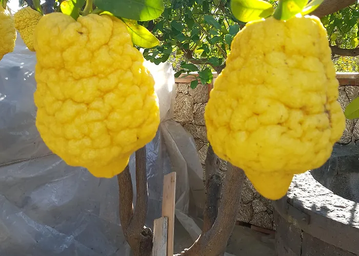 Antonino גיארדיני נאקסוס